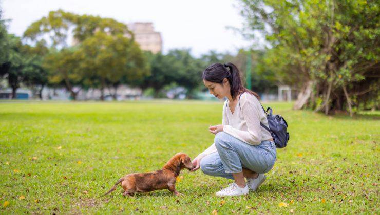 rinforzo positivo al cane