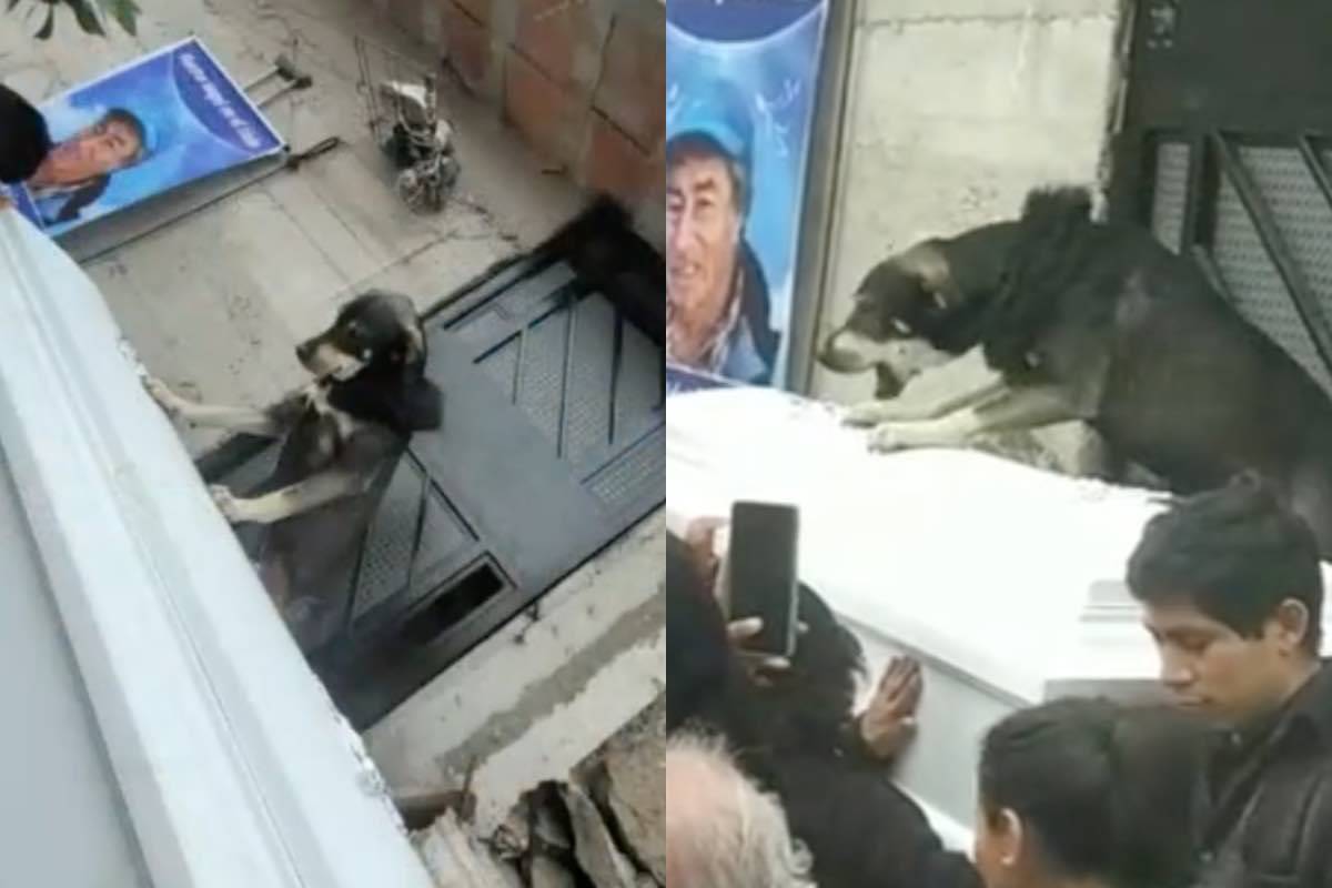 il cane dice addio davanti la porta di casa 