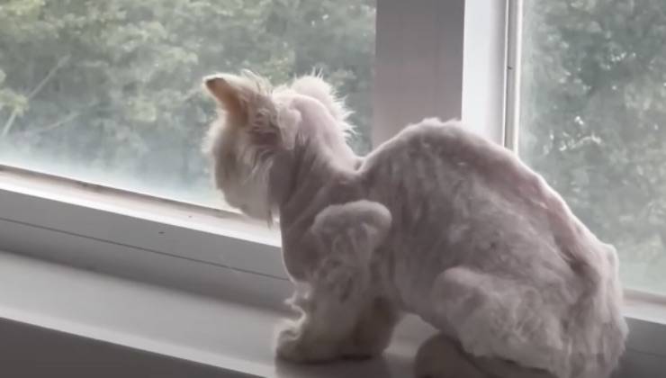 Il magro gattino alla finestra