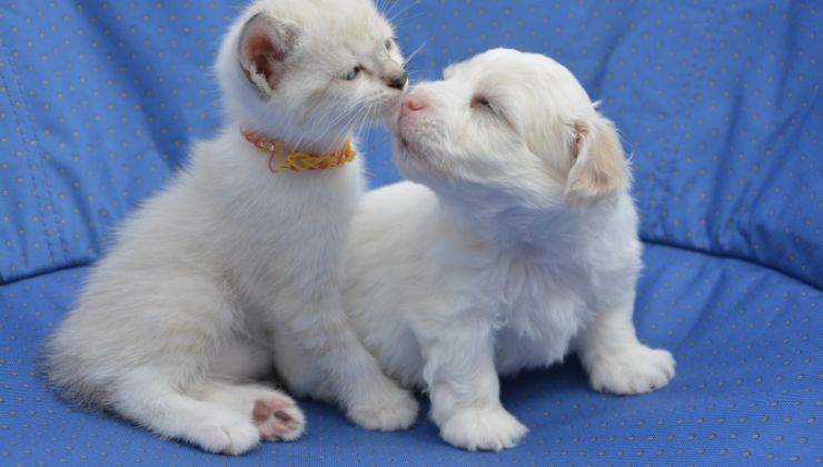 Gatto vive con un cane