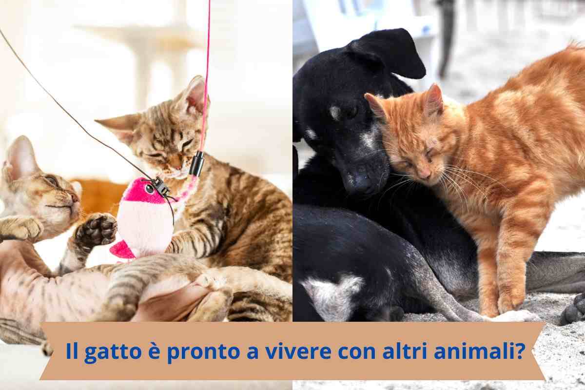 Gatto con gatto e gatto con cane