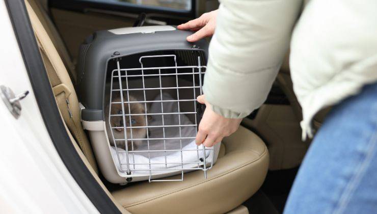 Gatto nel trasportino in auto