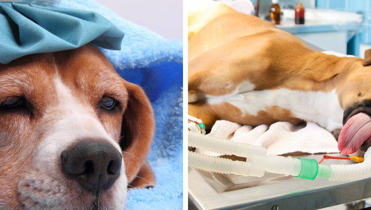 cane con impacchi ghiacciati in testa