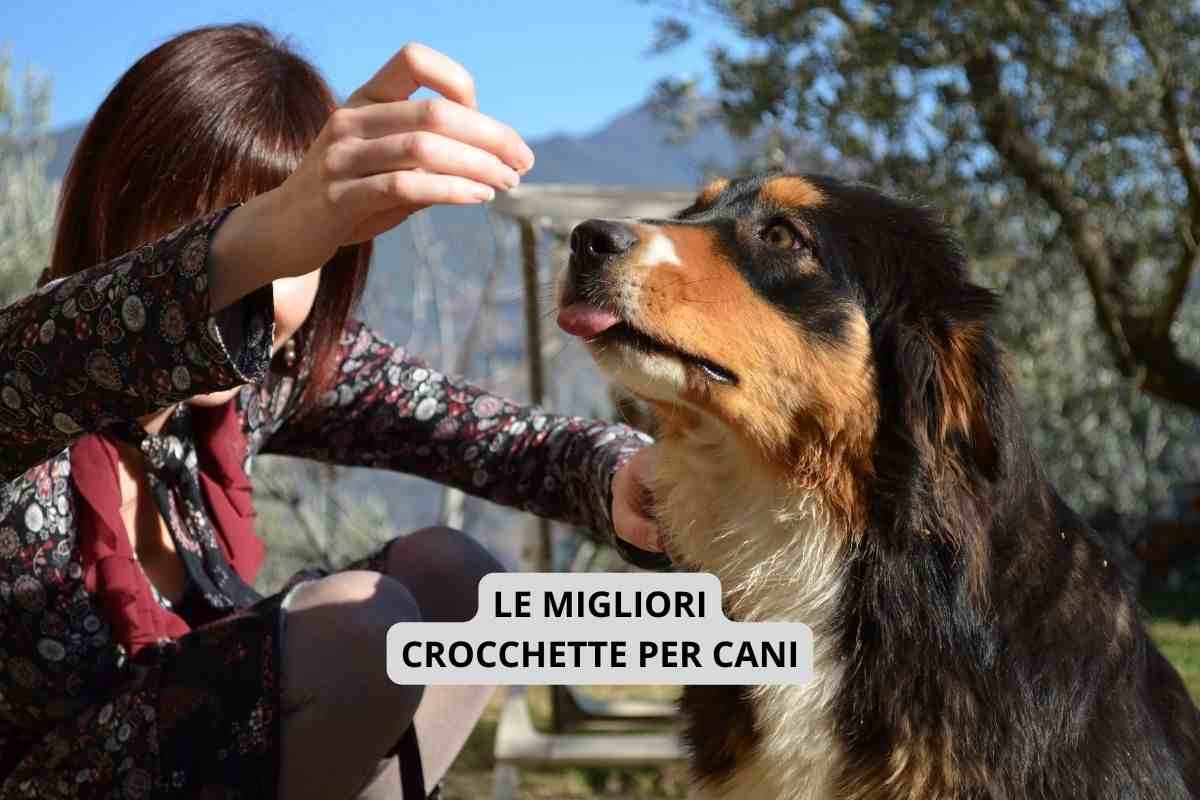 Cane che vuole mangiare un croccantino