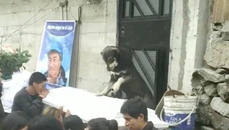 Il cane osserva la bara 