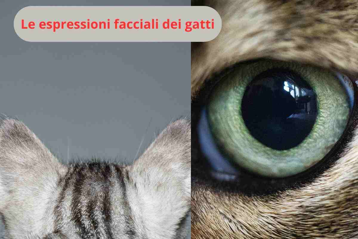 Orecchie del gatto e occhio di gatto