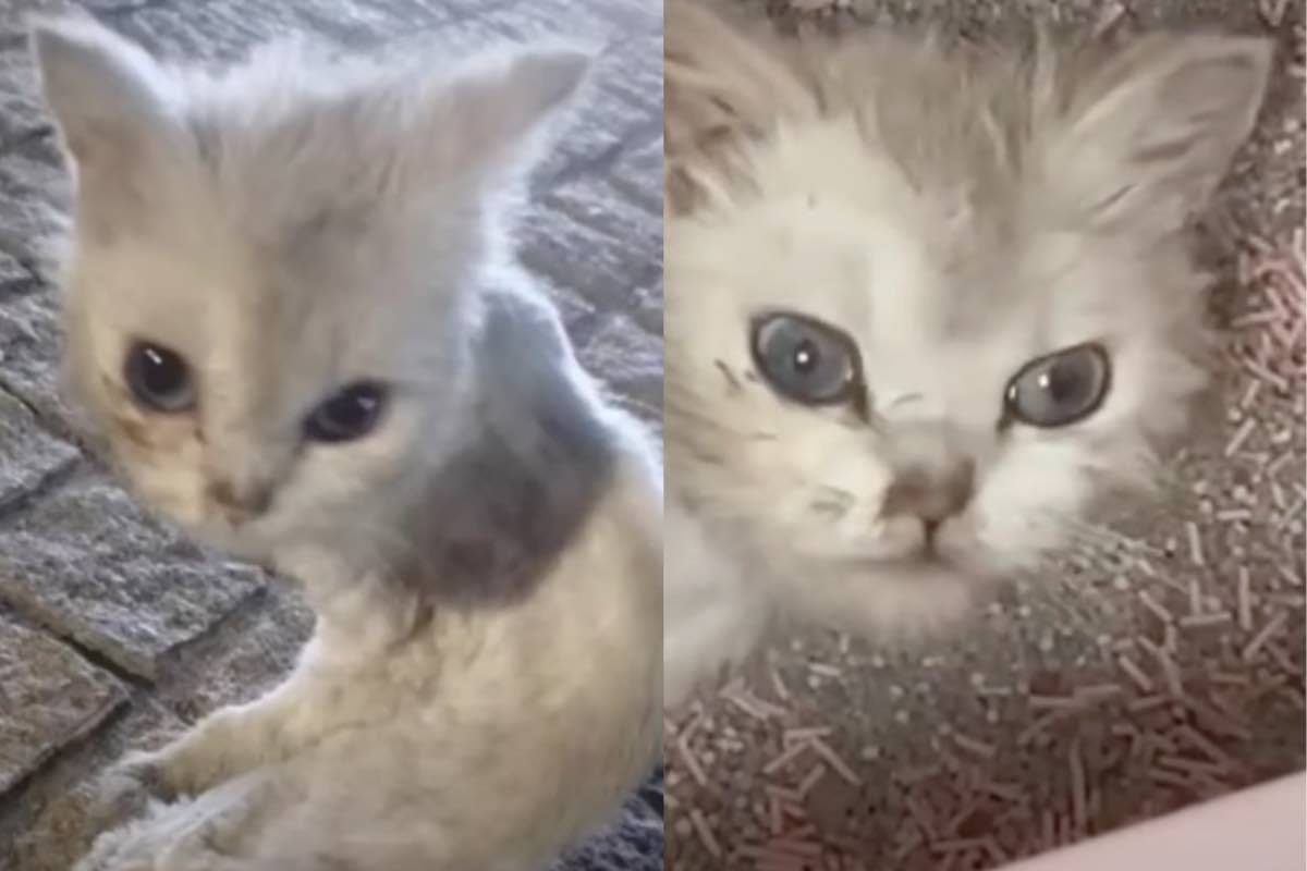 Il gattino da solo in strada