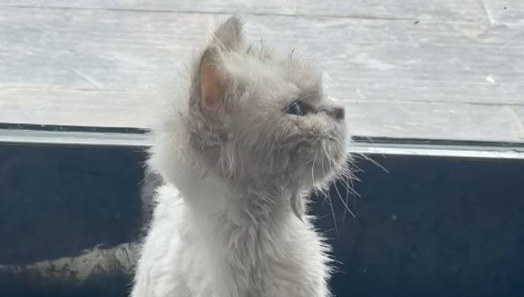 Il gattino bianco con qualche chilo in più