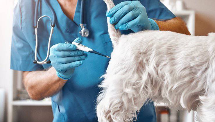 Veterinario con termometro per cani