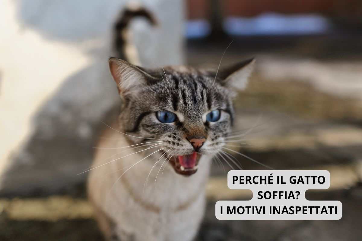 Gatto che soffia
