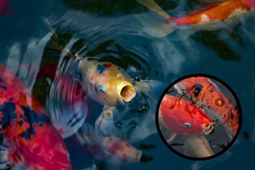 Pesce boccheggia in superficie.