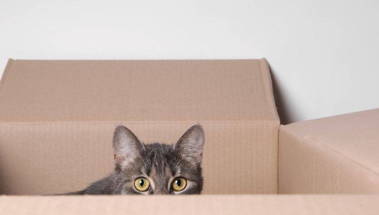 Gatto nello scatolo di cartone