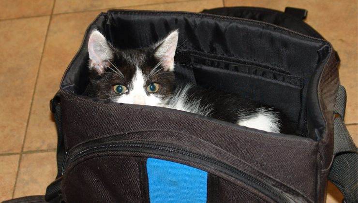 Gatto nel borsone della palestra