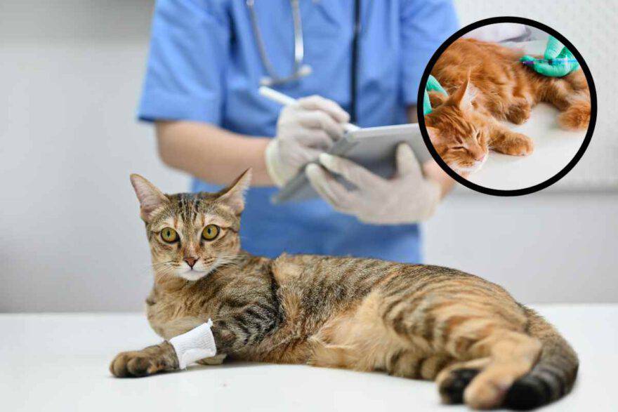 gatto dal veterinario per prelievo