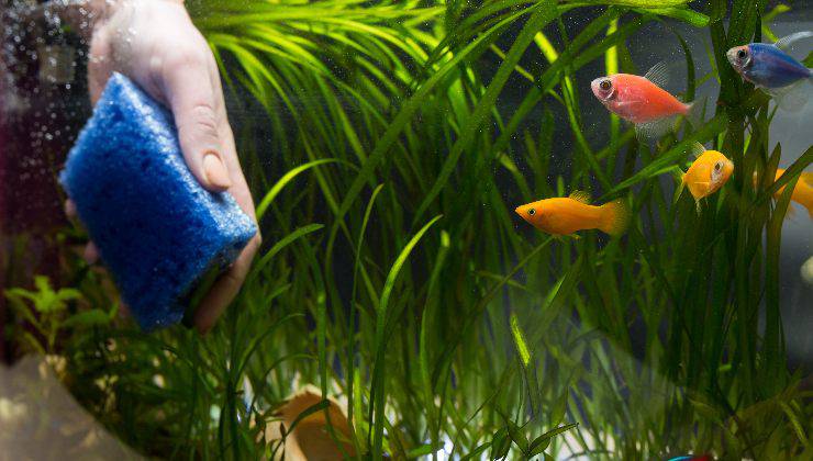 Pulizia delle pareti dell'acquario