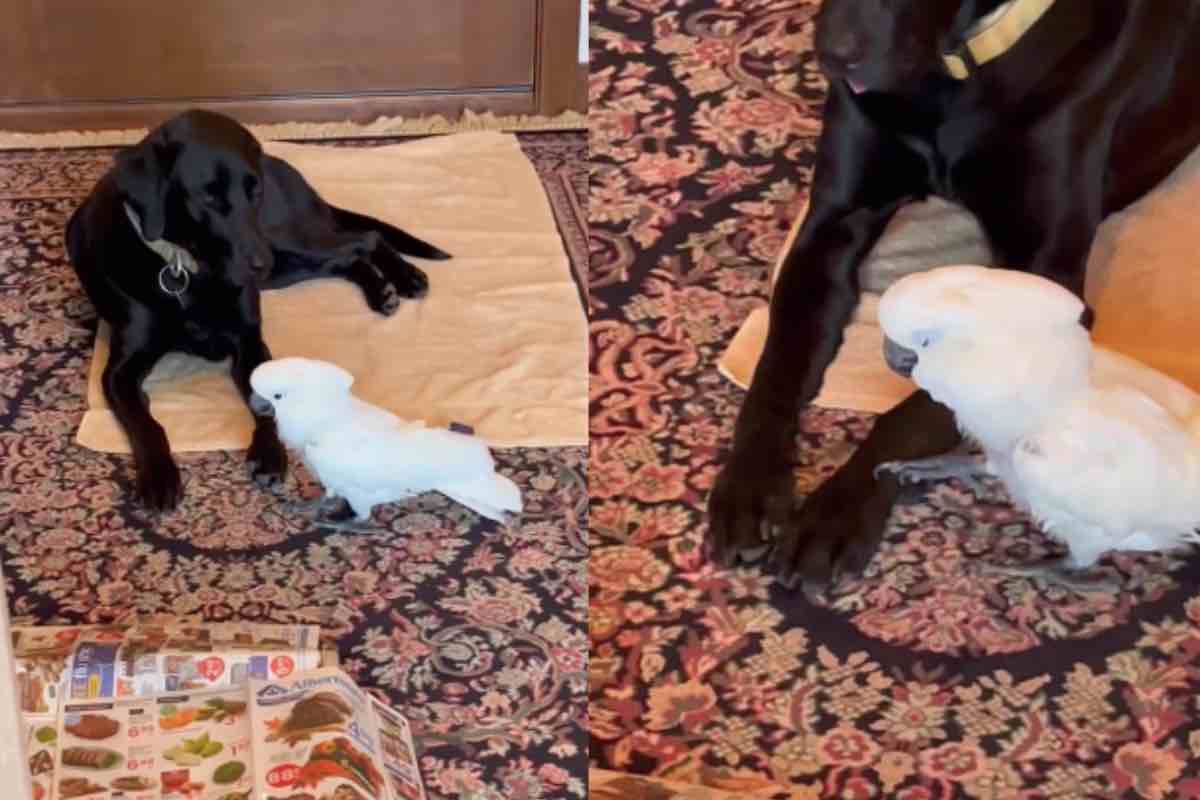 Cane e pappagallo sul tappeto