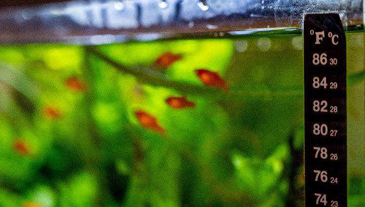 Termometro all'interno dell'acquario