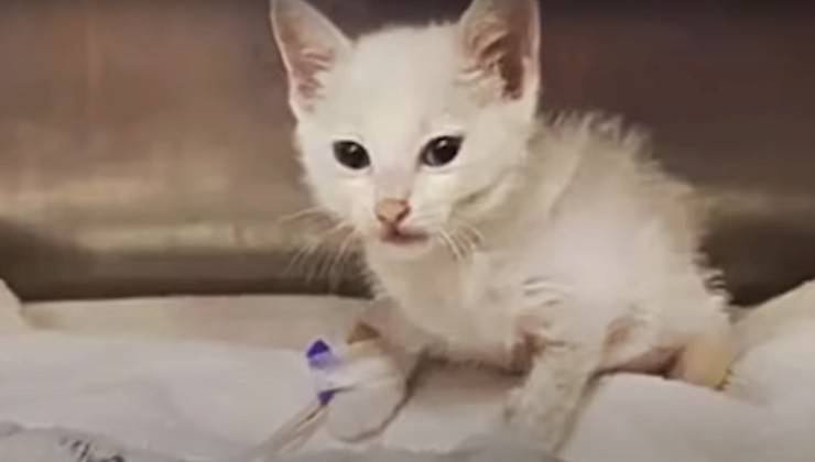 automobilista scansa gatto strada
