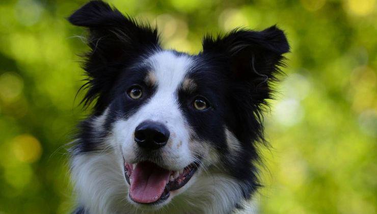 cane border collie riesce a capire cosa si sta indicando