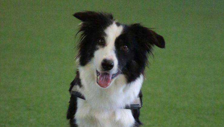 Border Collie con espressione felice