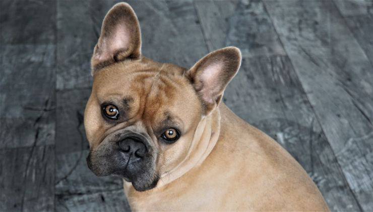 cane bulldog francese che tenta di capire che cosa si sta indicando