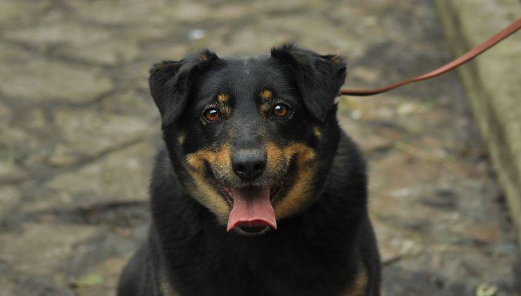 Cane al guinzaglio 