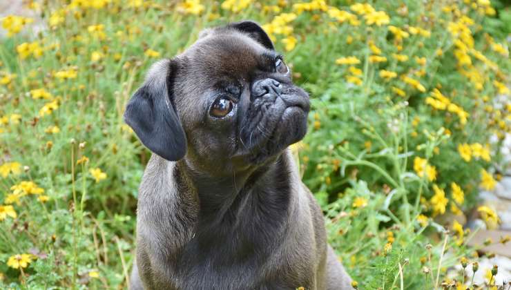 cane ascolta