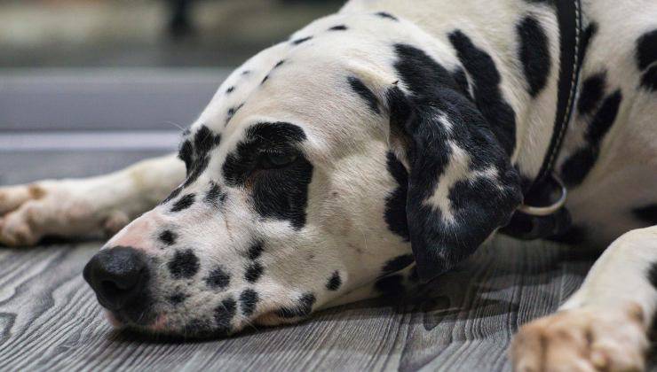 cane dalmata con ferita che non guarisce