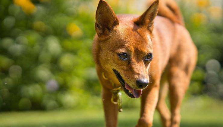 cane con ferita alla zampa che non guarisce