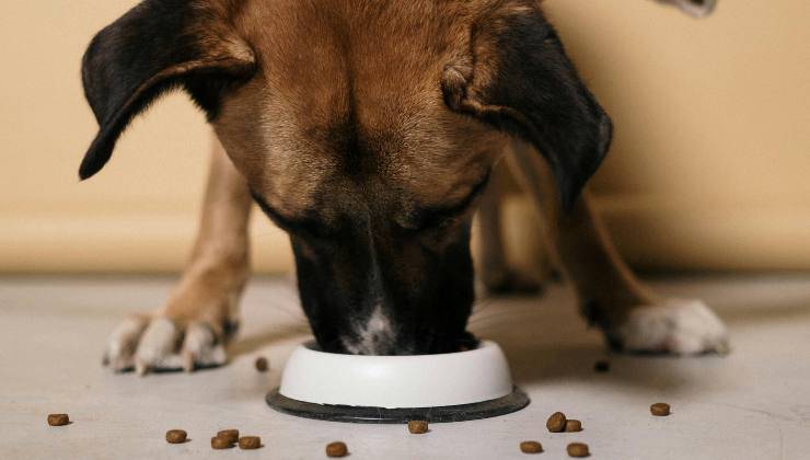 Cane mangia le migliori crocchette 