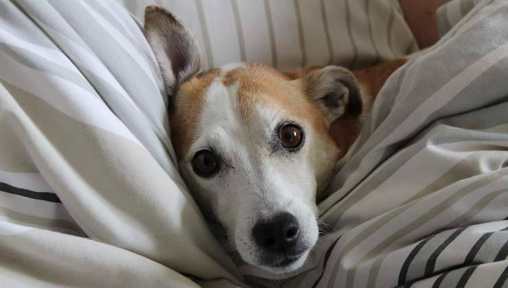 Cane nel letto che non sa cosa fare d'inverno 