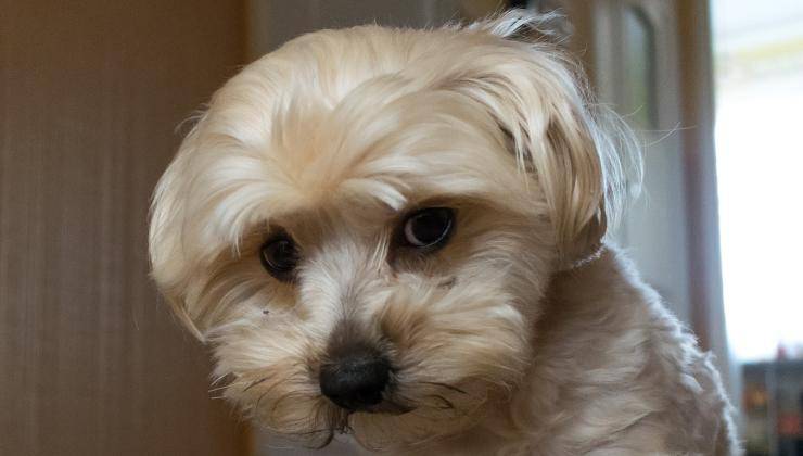 cane perplesso