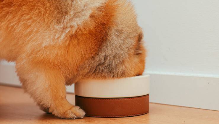 cane sta mangiando dalla ciotola 