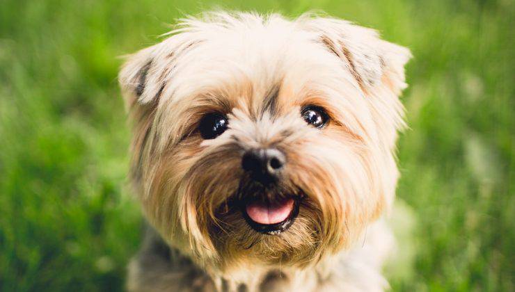 cane terrier cucciolo che potrebbe avere la cellulite giovanile