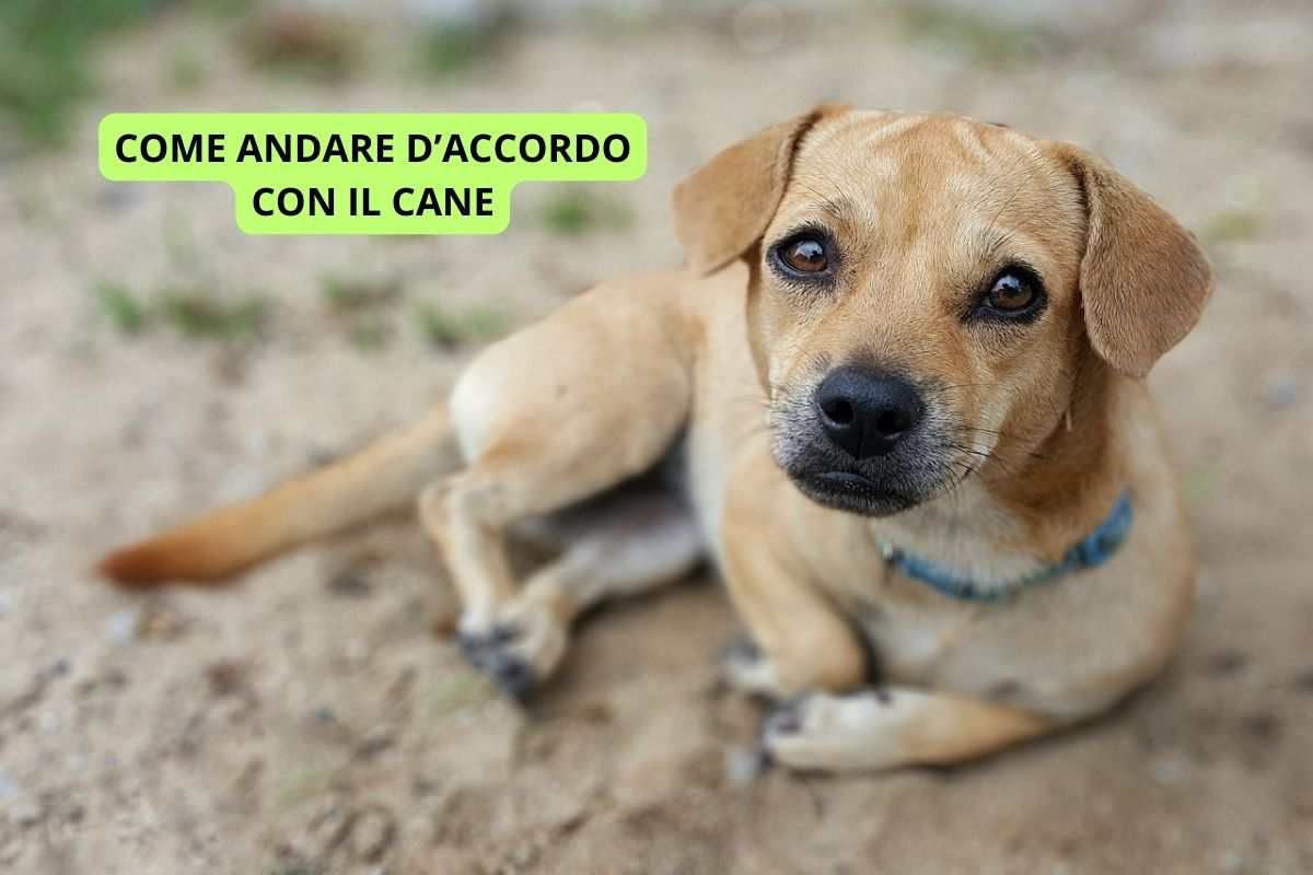 Cagnolino sulla sabbia