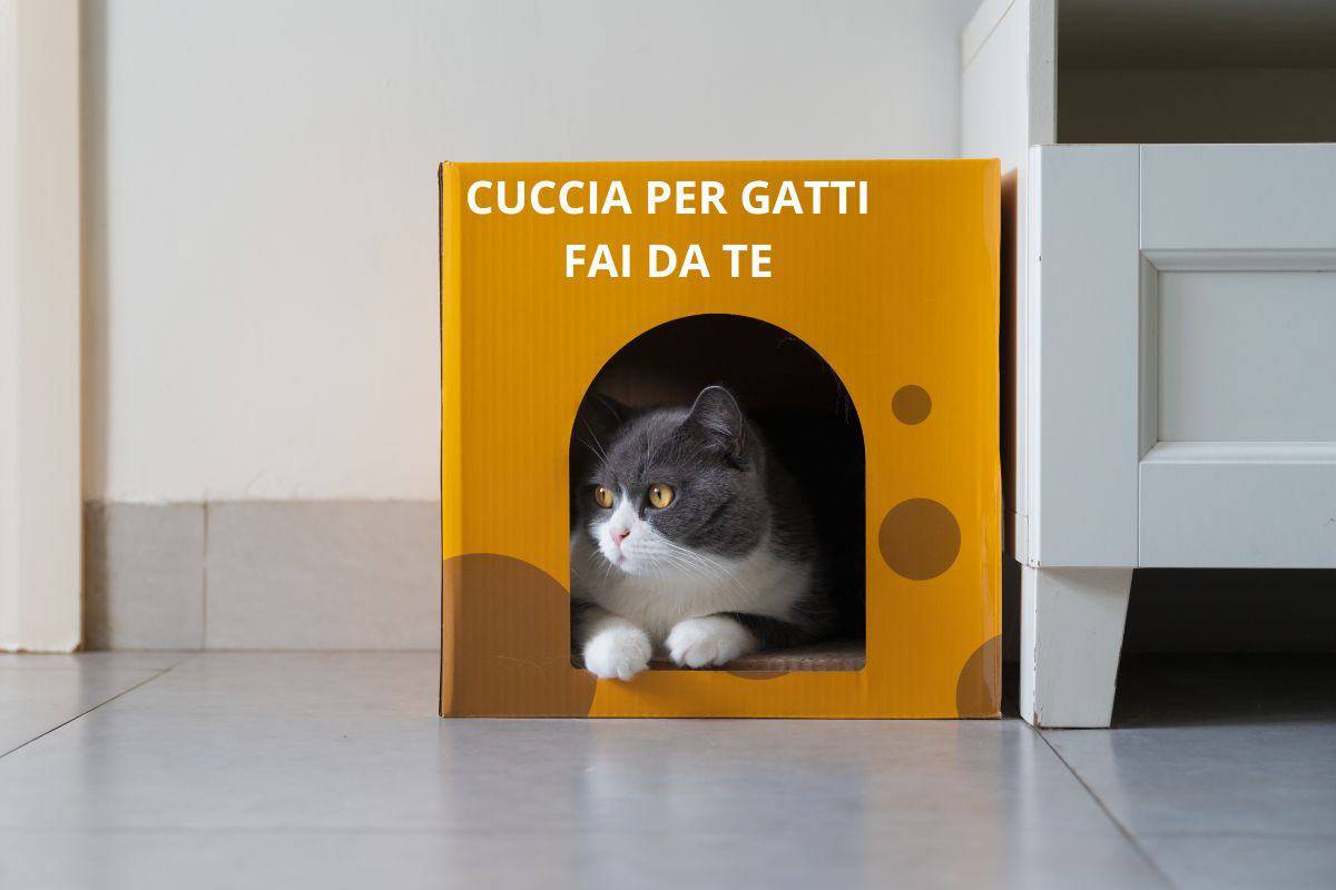 cuccia per gatti fai da te
