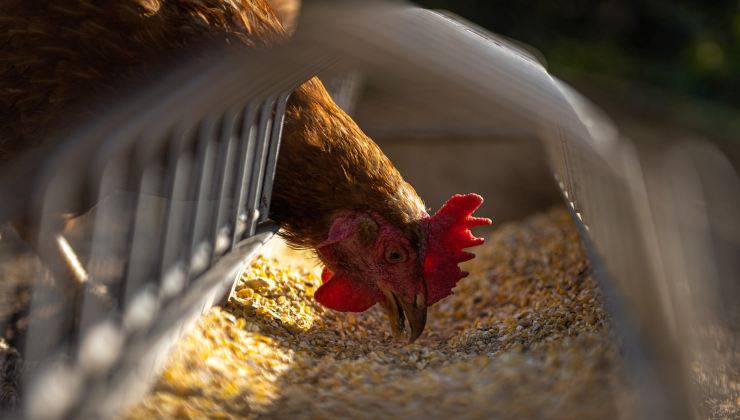 gallina che mangia