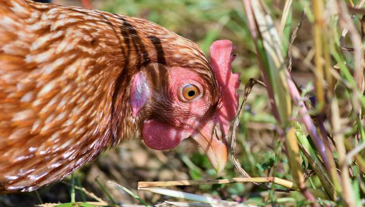 Gallina di profilo