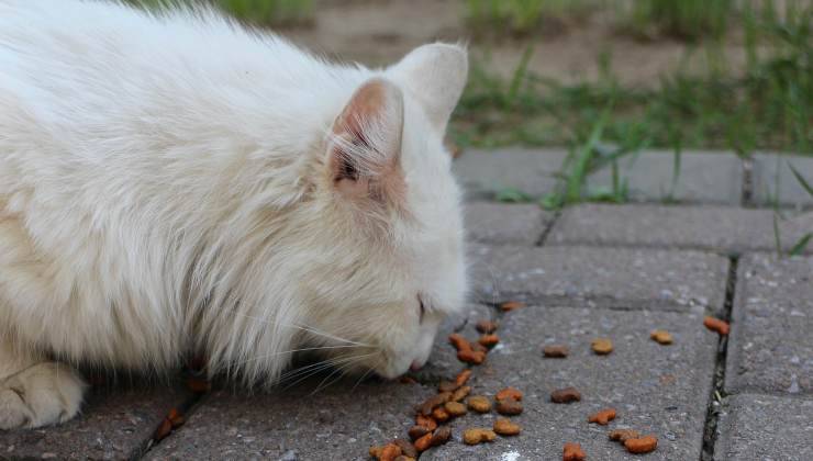 gatto bianco mangia crocchette