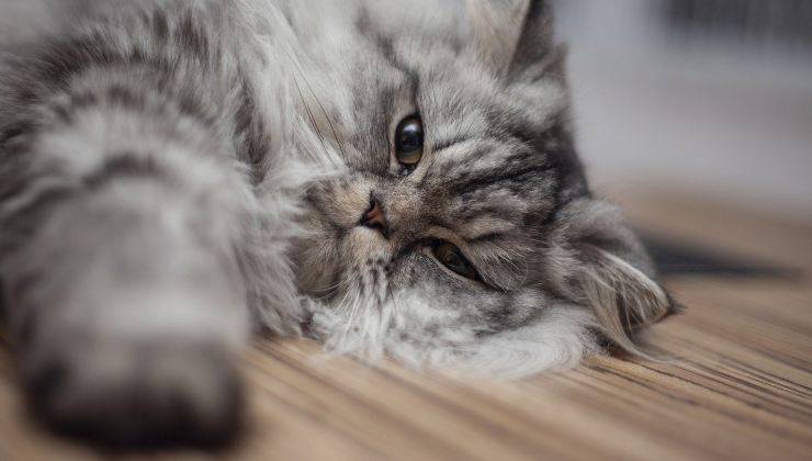 gatto che allunga la zampa e allontana