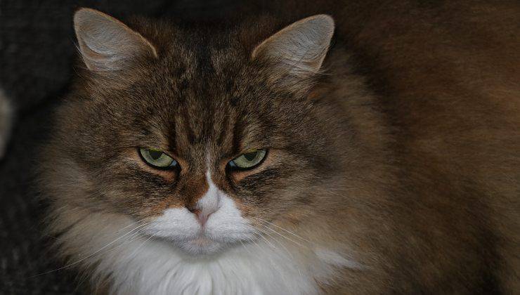 Gatto con sguardo cattivo che vuole dominarti