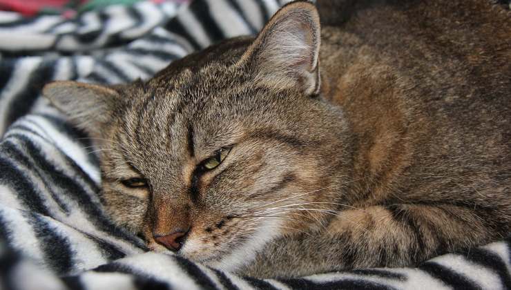 gatto dorme su una cuccia fai da te 