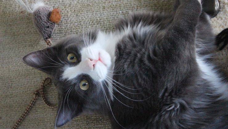 Gatto gioca con il topolino in inverno a casa perché non sa cosa fare