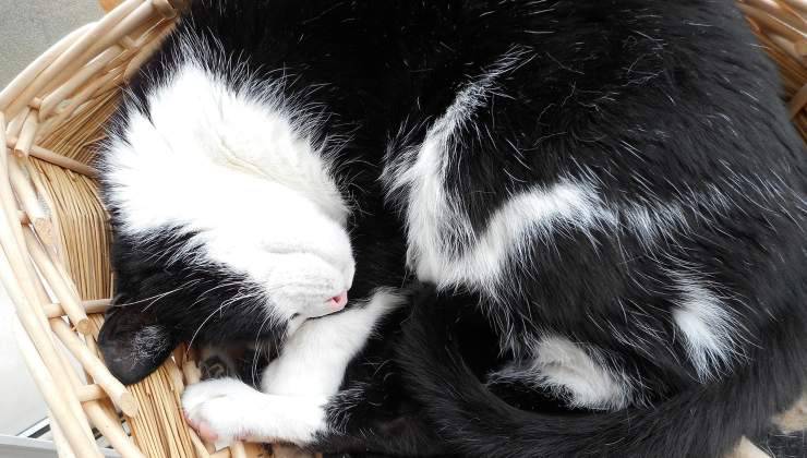 gatto rannicchiato nel cestino 
