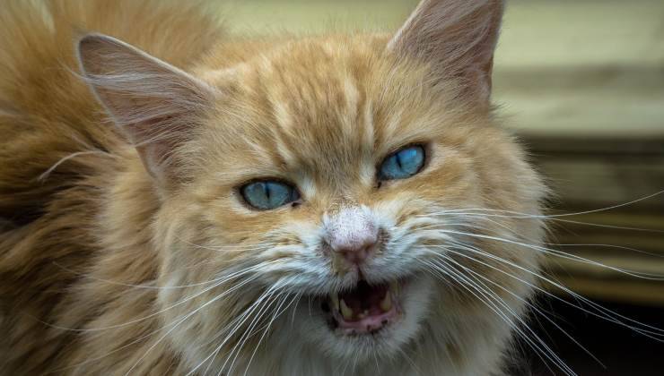 gatto infastidito soffia