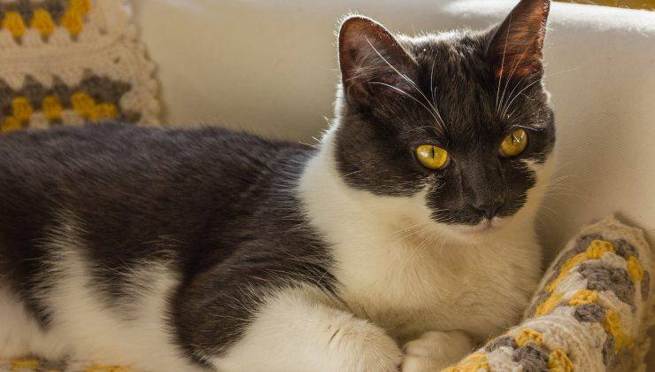 gatto sulla copertina che non sa cosa fare perché è inverno