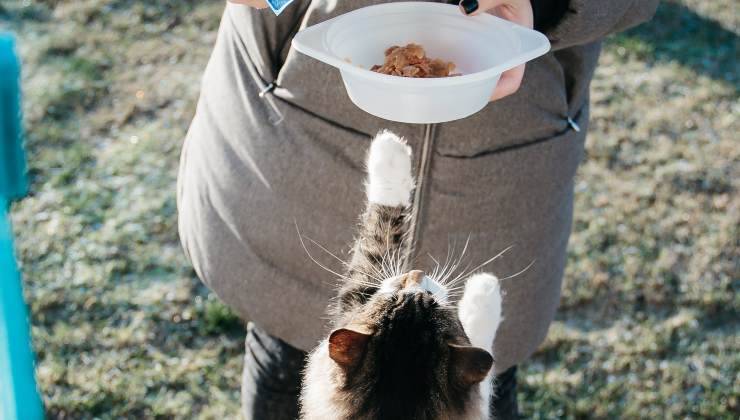 Gatto vuole cibo
