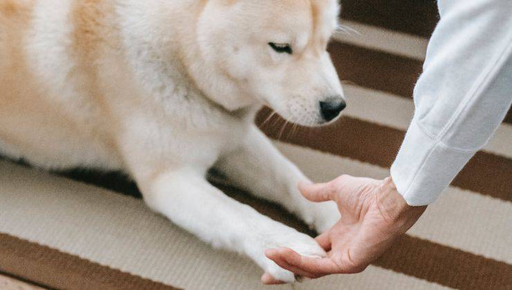 il cane dà la zampa