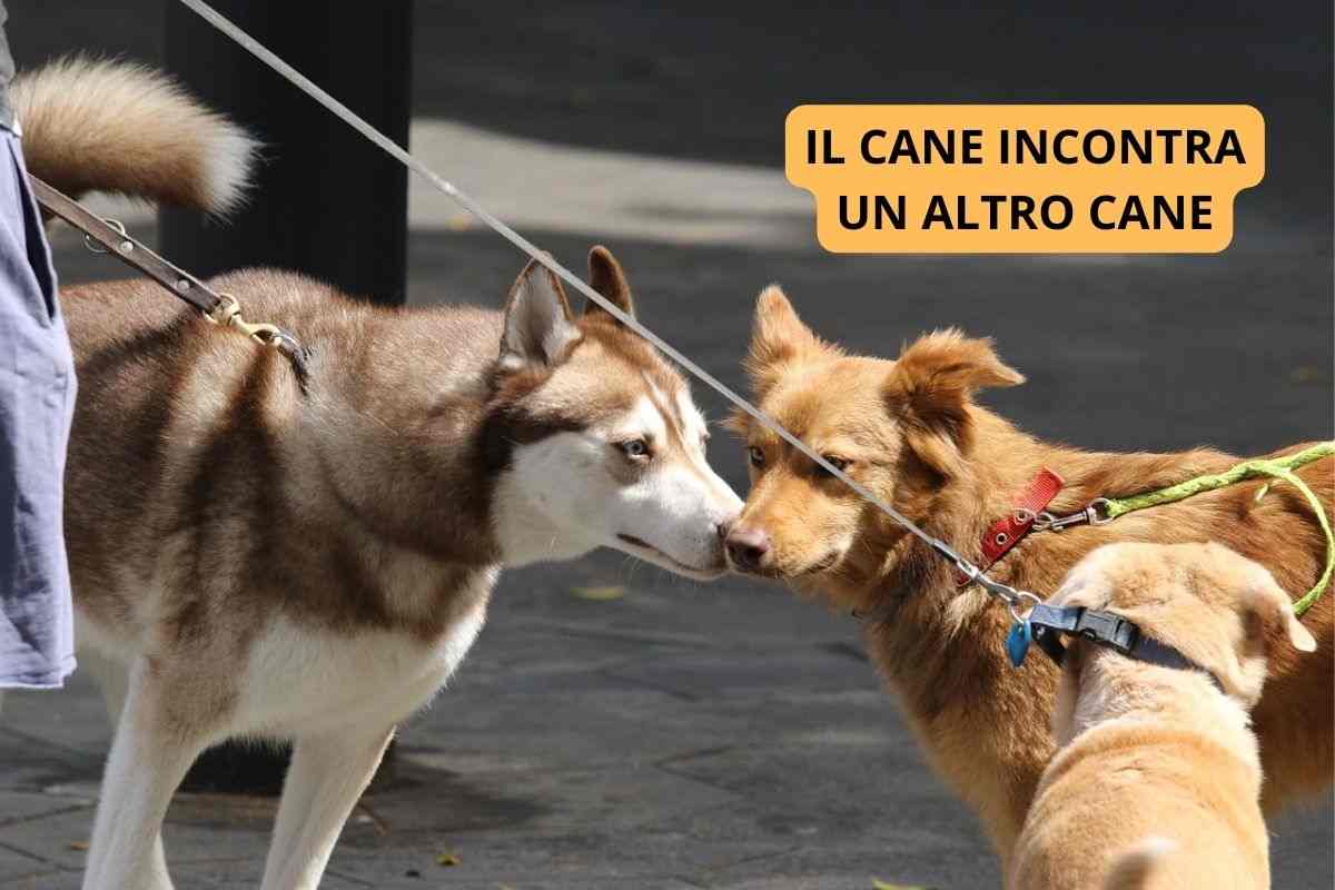 Cani che si incontrano durante la passeggiata
