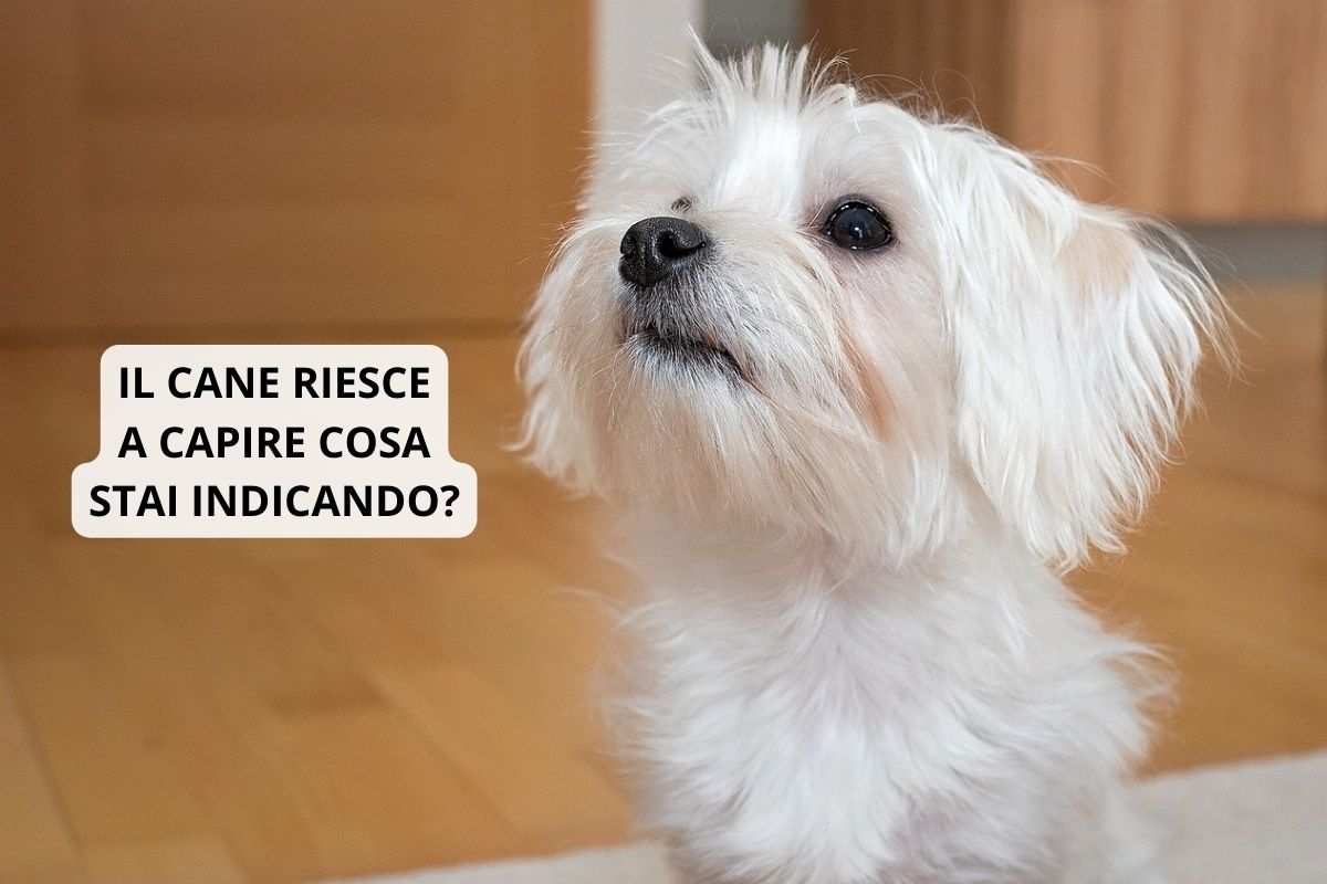 cane guarda e riesce a capire cosa si sta indicando